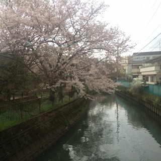寝屋川桜
